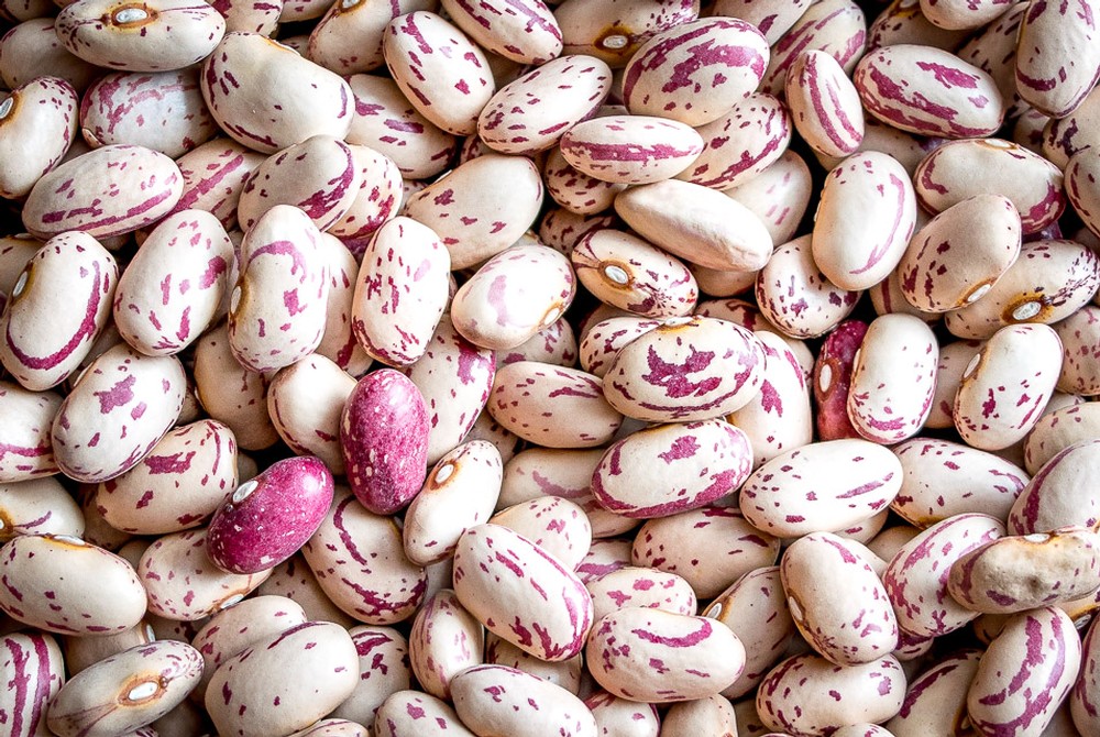 Dried Cranberry Beans