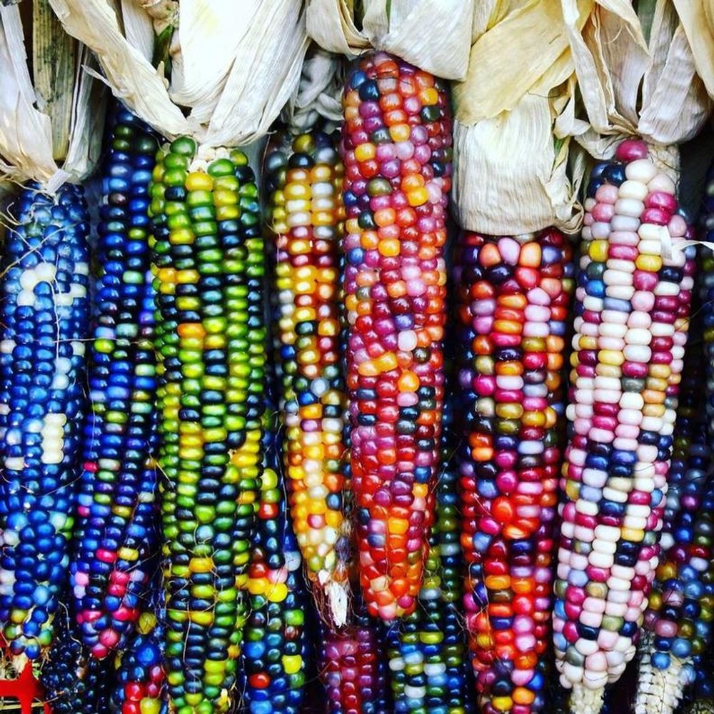 MSR Heirloom Biodynamic Popcorn